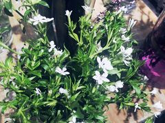 -Flower in(密渡桥店)