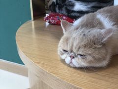 -飞行喵MR PILOT|猫舍·猫咖(静安大融城店)