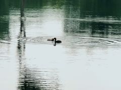 -白鹭湾湿地公园