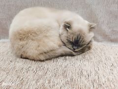 -藏猫猫咖啡主题馆(中央大道店)