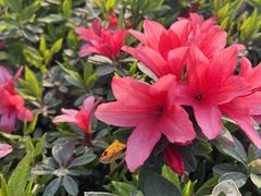 -铁山坪森林公园