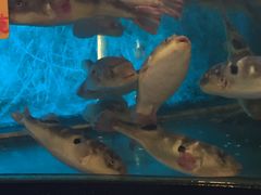 -莆鑫海鲜城(浏河店)