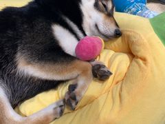 -逗柴咖啡屋·狗咖猫咖宠物桌游