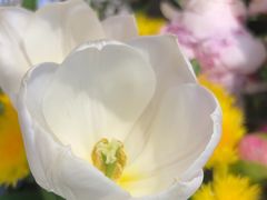 -爱尚幸福鲜花(上地实体店)