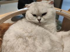-飞行喵MR PILOT|猫舍·猫咖(静安大融城店)