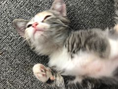 -喵店&猫咖