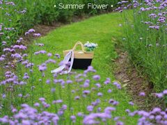 -上海滨江森林公园