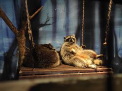 -酷嗒动物文化乐园(cutezoo西溪乐天城店)