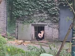 -都江堰中华大熊猫苑