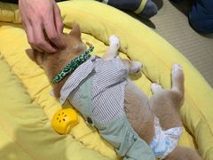 -逗柴咖啡屋·狗咖猫咖宠物桌游