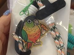 -吉丁鸟咖·异宠·寄养