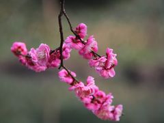 -杭州植物园