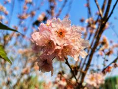 -王借岗森林公园
