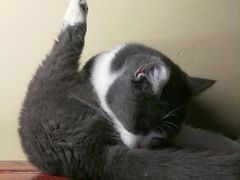 -猫咪博物馆(顶澳仔猫街店)