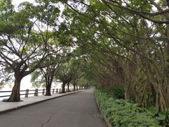 -大湾区中央湿地公园
