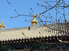 -护国法轮寺