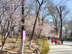 -桃花堤公园