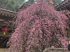 -庐山风景名胜区-东林大佛