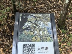 -天目山大树王景区