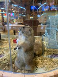 -卡通尼·Safari非洲探索乐园·生日会(金桥国际商业广场店)