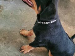 -喵屿·大理花园猫咖