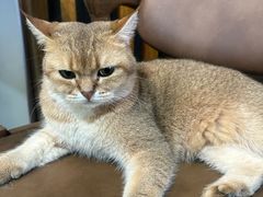 -猫爪屋猫咖(乐汇城店)