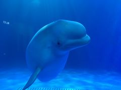 -多彩贵州城极地海洋世界