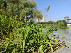 -九里河湿地公园