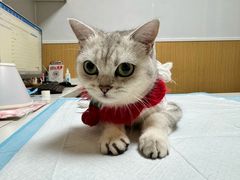 -中农大我爱我爱24h动物医院·中医针灸·猫专科·骨科医疗中心(双井店)