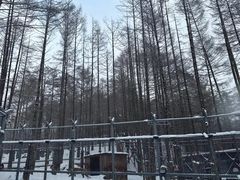 -横道河子东北虎林园