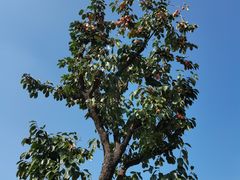 -汉长安城未央宫国家考古遗址公园