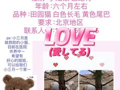 -中央民族大学
