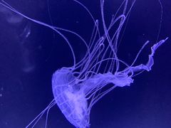 -珠海长隆海洋王国