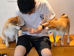 -南京Hallo宠物乐园·哈罗犬舍·柴犬繁育基地