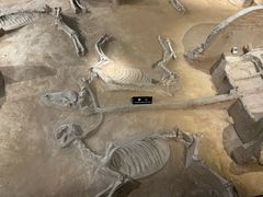 -洛阳周王城天子驾六博物馆