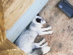 -宫城藏王狐狸村