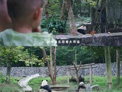 -都江堰中华大熊猫苑