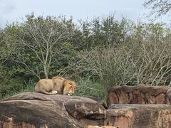 -奥兰多迪士尼动物王国乐园