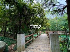 -大奇山国家森林公园