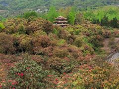 -贵州百里杜鹃风景名胜区