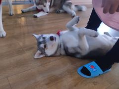 -Husky Go! 哈士奇体验馆·宠物咖啡厅狗咖