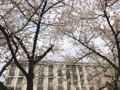 -武汉大学-樱园