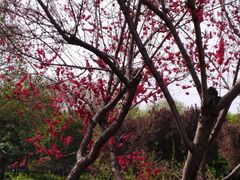 -洛阳市隋唐城遗址植物园