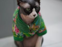 -糯米喵星人·撸猫猫舍咖啡馆(西市场嘉华店)