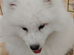 -Let's go狗咖·猫咖·奶狗·桌游(春熙路IFS店)