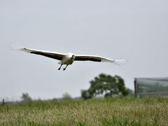 -盐城丹顶鹤湿地生态旅游区