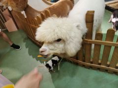 -藦茜花园宠物主题亲子互动体验馆(国顺东路店)