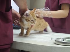 -瑞鹏宠物医院·爱宠堂·骨外专科(西荷分院)