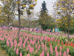 -天适樱花悠乐园