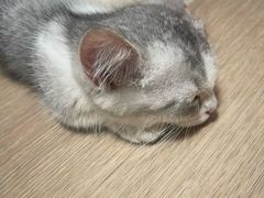 -美联众合爱康动物医院•复杂内科•肿瘤科•牙科•腔镜诊疗中心
